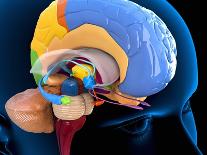 Human Brain Anatomy, Artwork-Roger Harris-Photographic Print