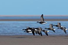 Satellite Male Ruff (Philomachus Pugnax) in Full Display at the Lek. Varanger, Finmark, Norway, May-Roger Powell-Photographic Print