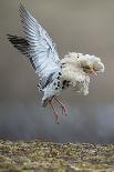 Satellite Male Ruff (Philomachus Pugnax) in Full Display at the Lek. Varanger, Finmark, Norway, May-Roger Powell-Photographic Print