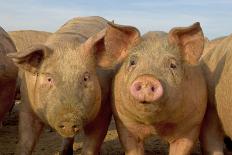 Domestic Pig, young, group in open field on commercial freerange unit, Norfolk-Roger Tidman-Photographic Print