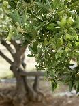 Olives on a Sprig-Rogge & Jankovic-Photographic Print