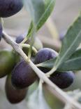 Olives on a Sprig-Rogge & Jankovic-Stretched Canvas