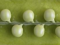 Olives on a Sprig-Rogge & Jankovic-Photographic Print