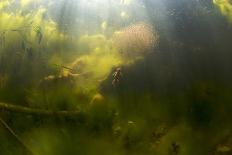 Alpine Newt (Triturus Alpestris) Chasing a Ball of Water Fleas, Fribourg, Switzerland, June-Roggo-Framed Photographic Print