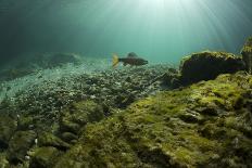 Alpine Newt (Triturus Alpestris) Chasing a Ball of Water Fleas, Fribourg, Switzerland, June-Roggo-Framed Stretched Canvas