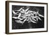 Rogue River Valley, Oregon catch of Trout Photograph - Rogue River, OR-Lantern Press-Framed Art Print