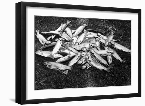 Rogue River Valley, Oregon catch of Trout Photograph - Rogue River, OR-Lantern Press-Framed Art Print