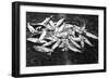 Rogue River Valley, Oregon catch of Trout Photograph - Rogue River, OR-Lantern Press-Framed Art Print