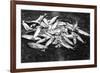 Rogue River Valley, Oregon catch of Trout Photograph - Rogue River, OR-Lantern Press-Framed Art Print