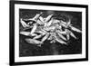 Rogue River Valley, Oregon catch of Trout Photograph - Rogue River, OR-Lantern Press-Framed Art Print