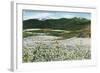 Rogue River Valley, Oregon - Panoramic View of Pear Orchards in Bloom, c.1940-Lantern Press-Framed Art Print