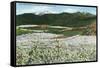 Rogue River Valley, Oregon - Panoramic View of Pear Orchards in Bloom, c.1940-Lantern Press-Framed Stretched Canvas