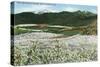 Rogue River Valley, Oregon - Panoramic View of Pear Orchards in Bloom, c.1940-Lantern Press-Stretched Canvas
