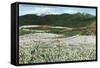 Rogue River Valley, Oregon - Panoramic View of Pear Orchards in Bloom, c.1940-Lantern Press-Framed Stretched Canvas