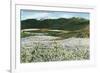 Rogue River Valley, Oregon - Panoramic View of Pear Orchards in Bloom, c.1940-Lantern Press-Framed Premium Giclee Print