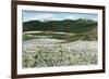 Rogue River Valley, Oregon - Panoramic View of Pear Orchards in Bloom, c.1940-Lantern Press-Framed Premium Giclee Print