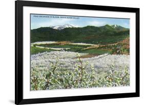 Rogue River Valley, Oregon - Panoramic View of Pear Orchards in Bloom, c.1940-Lantern Press-Framed Premium Giclee Print