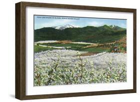 Rogue River Valley, Oregon - Panoramic View of Pear Orchards in Bloom, c.1940-Lantern Press-Framed Art Print