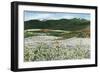 Rogue River Valley, Oregon - Panoramic View of Pear Orchards in Bloom, c.1940-Lantern Press-Framed Art Print