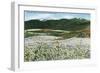 Rogue River Valley, Oregon - Panoramic View of Pear Orchards in Bloom, c.1940-Lantern Press-Framed Art Print