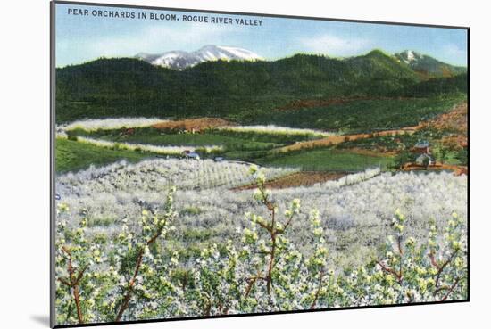 Rogue River Valley, Oregon - Panoramic View of Pear Orchards in Bloom, c.1940-Lantern Press-Mounted Art Print