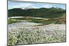 Rogue River Valley, Oregon - Panoramic View of Pear Orchards in Bloom, c.1940-Lantern Press-Mounted Art Print