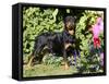 Roittweiler Dog-Lynn M^ Stone-Framed Stretched Canvas