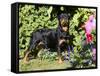 Roittweiler Dog-Lynn M^ Stone-Framed Stretched Canvas