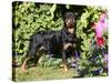 Roittweiler Dog-Lynn M^ Stone-Stretched Canvas