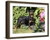 Roittweiler Dog-Lynn M^ Stone-Framed Photographic Print