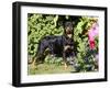 Roittweiler Dog-Lynn M^ Stone-Framed Photographic Print