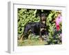 Roittweiler Dog-Lynn M^ Stone-Framed Photographic Print