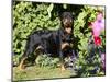 Roittweiler Dog-Lynn M^ Stone-Mounted Photographic Print