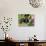 Roittweiler Dog-Lynn M^ Stone-Photographic Print displayed on a wall