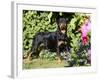 Roittweiler Dog-Lynn M^ Stone-Framed Photographic Print