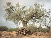 An Old Olive Tree-Roland Andrijauskas-Framed Stretched Canvas