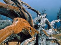 Antelope Canyon in Arizona - USA-Roland Gerth-Photographic Print