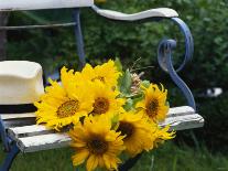 Sunflowers on a Garden Chair-Roland Krieg-Photographic Print