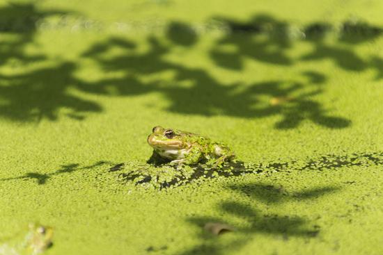 Photographic Print, , large