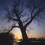 River, Sundown, the Sun, Tree, Silhouette, Trees, Silhouette, Bald, Dusk, Colour-Roland T.-Photographic Print