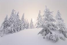 Winter Landscape, Trees, Snow-Covered Series, Nature, Vegetation-Roland T.-Photographic Print