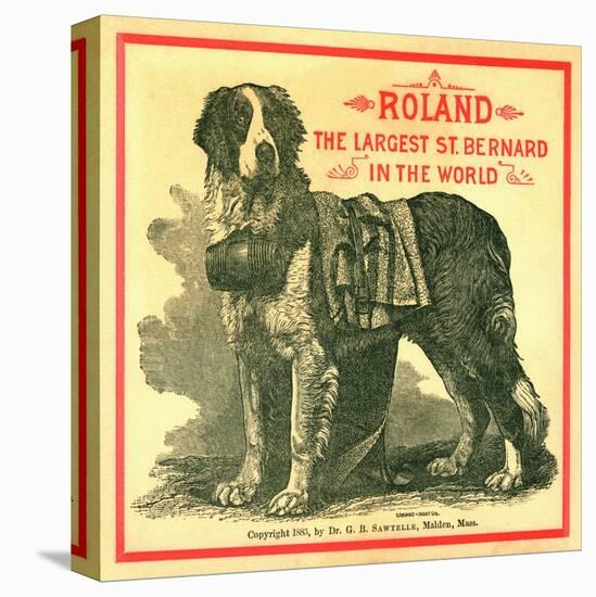 Roland the Largest St. Bernard in the World Trade Card-null-Stretched Canvas