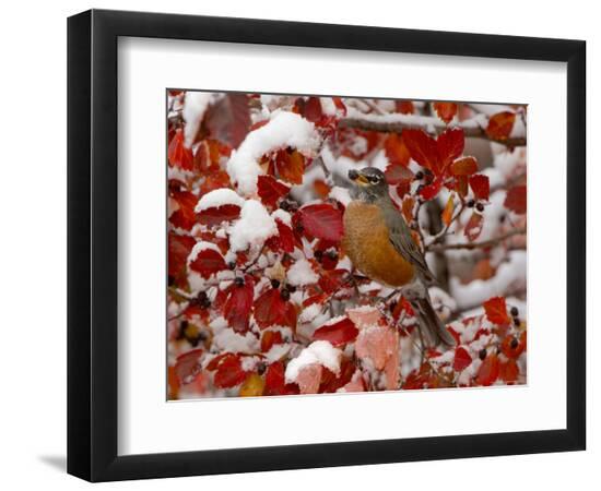 Premium Photographic Print, , large