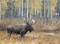 Bull Moose in Snowstorm with Aspen Trees in Background, Grand Teton National Park, Wyoming, USA-Rolf Nussbaumer-Photographic Print