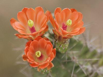 Claret Cup Cactus Flowers, Hill Country, Texas, USA