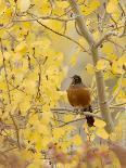 Male American Robin in Aspen Tree, Grand Teton National Park, Wyoming, USA-Rolf Nussbaumer-Photographic Print