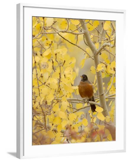 Framed Photographic Print, , large