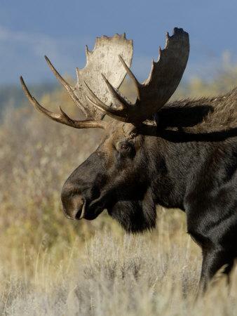 Moose (Alces Alces) Bull, Grand Teton National Park, Wyoming, USA