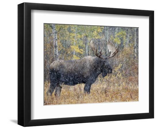 Premium Photographic Print, , large