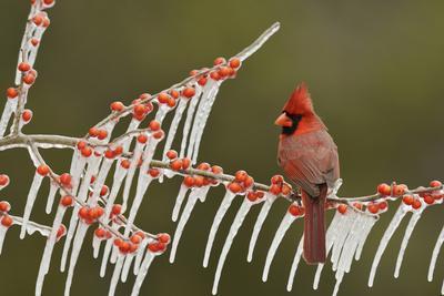 Northern Cardinal male perched on icy Possum Haw Holly, Hill Country, Texas, USA